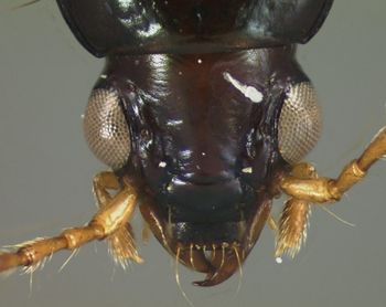 Media type: image;   Entomology 22492 Aspect: head dorsal view
